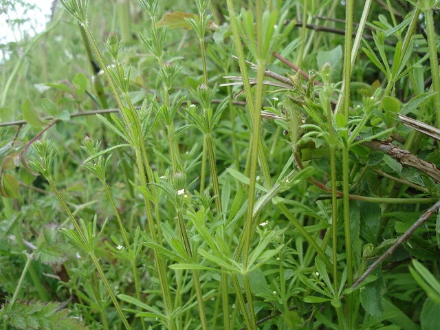 Cleavers (Galium aparine) growing wild, the herb tinctured fresh in Lymphatic Drainage Drops