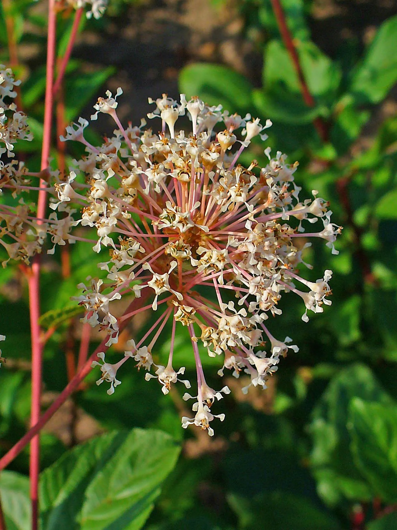 Red Root (Ceanothus Americanus) Benefits: The 19th-Century Lymphatic Herb Almost No One Sells