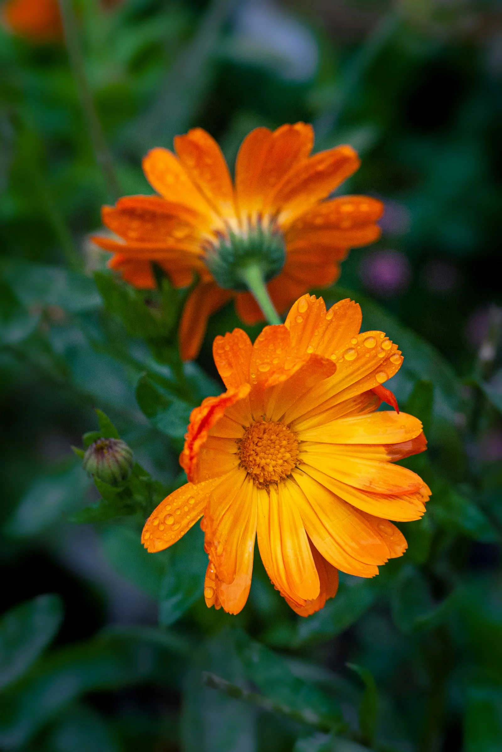 Calendula officinalis flower in bloom, the gentlest of the four herbs in the formula