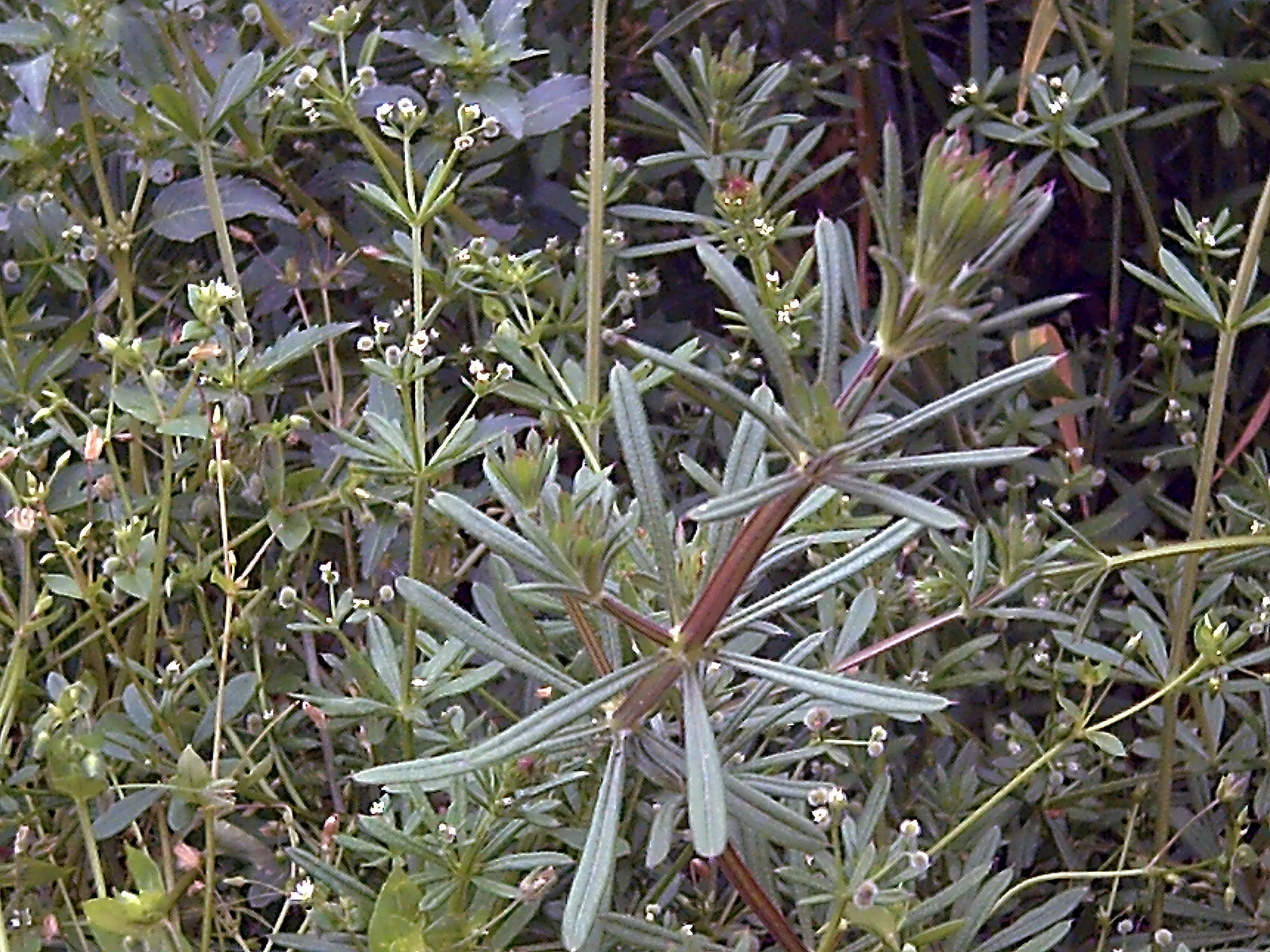 Cleavers (Galium Aparine): The Herb That Does the Most Work in the Formula