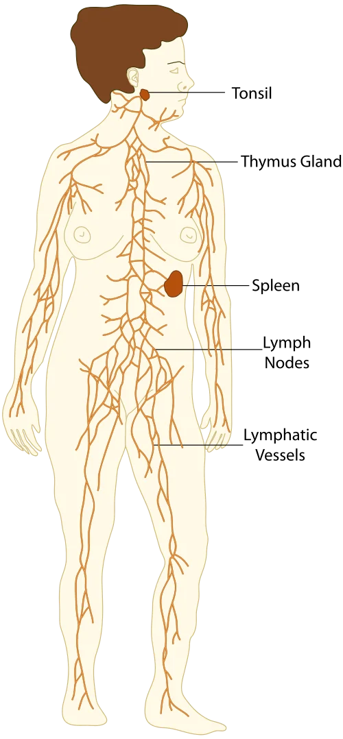 Lymphatic Detox: What Actually Works (and What's Just Marketing)