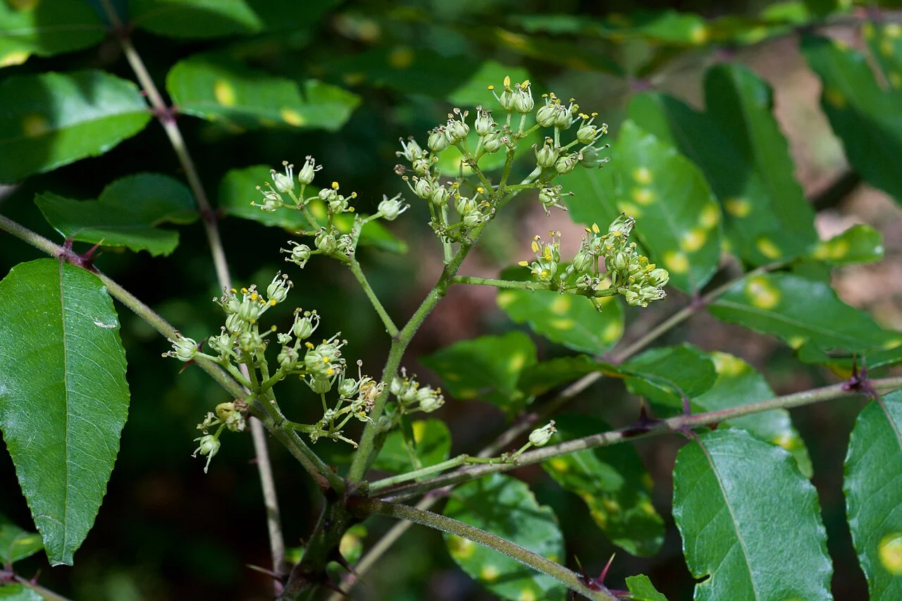 Prickly Ash Benefits: The Smallest Dose in the Bottle, and Why It's There