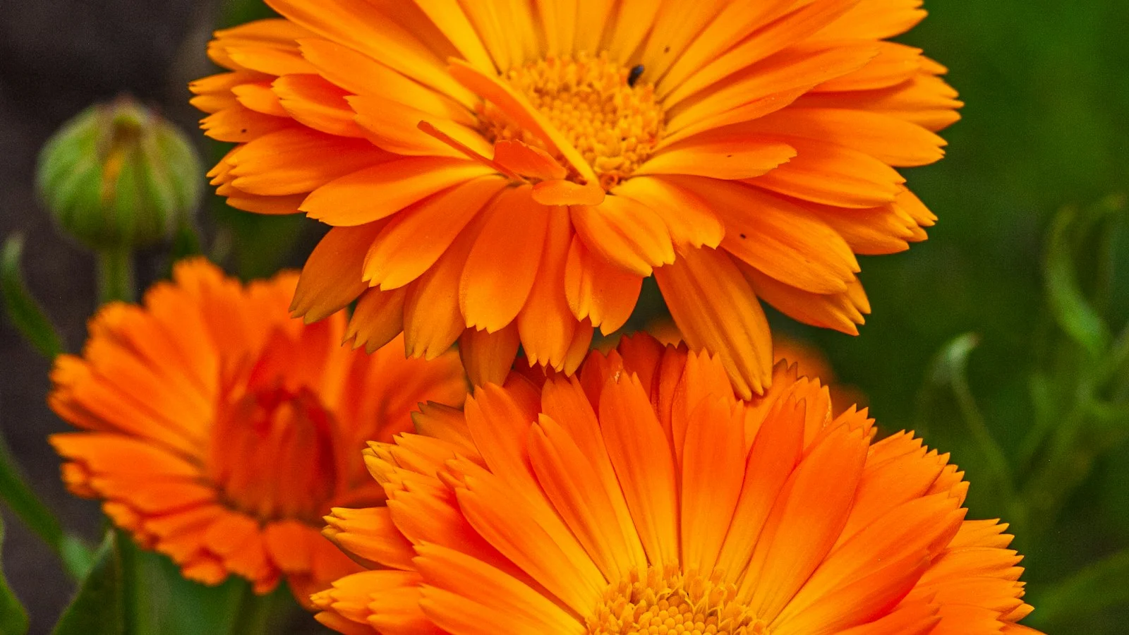 Lymphatic Drainage Drops Side Effects: What's Normal, What's the Herbs, and What Means Stop